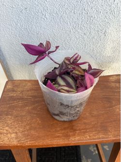 Inch plant in clear container