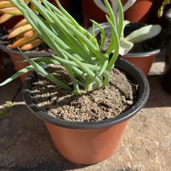 4 inch Pot Succulent plant - Narrow-Leaf Chalksticks -Senecio vitalis - rooted ready to be planted.  