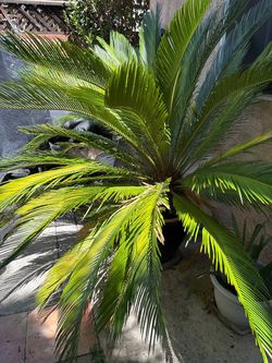 Large Sago Palm in Pot