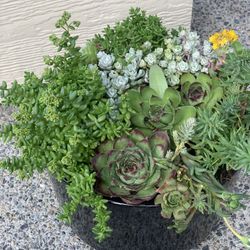 Live outdoor succulent arrangement in black ceramic pot