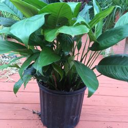 This pretty plant, peace Lilly jut $15!