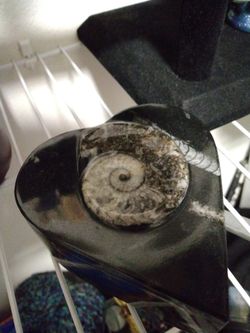 Heart Fossils Orthoceras Jewelry Box