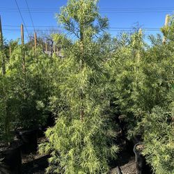 Fern Pine Privacy Hedge 