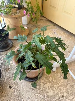Monsters plant