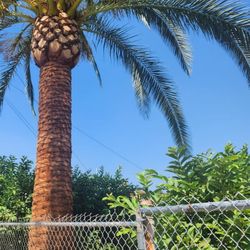 4 Beautiful  Canary Date Palms Nice And Trimmed 20 Ft Tall  $28000