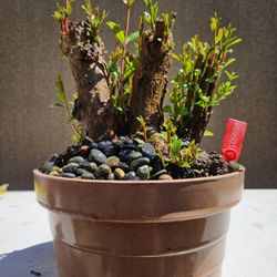 Old Pomegranate Bonsai Tree 