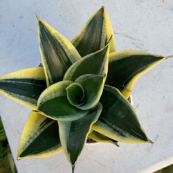 Birdsnest Snake Plant Sansiveria Low Light 