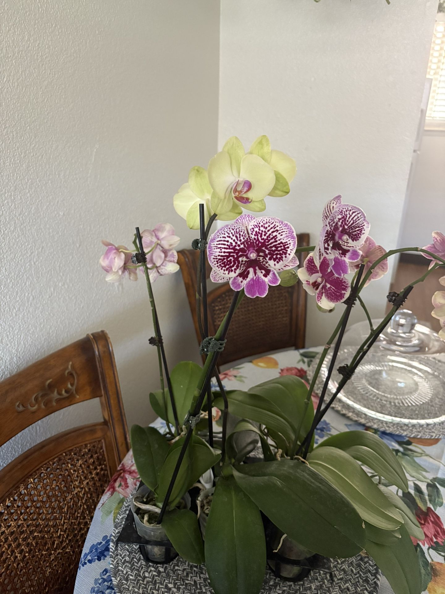 Orquídeas