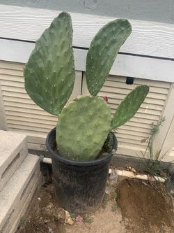 Cactus