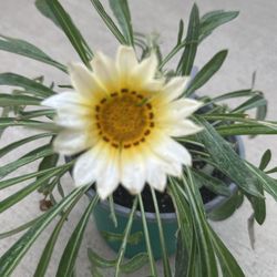 Gazania