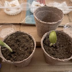 Garden Starters - Butternut Squash Sprouts