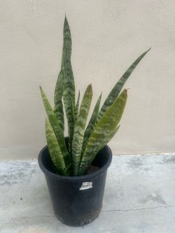Snake Plant
