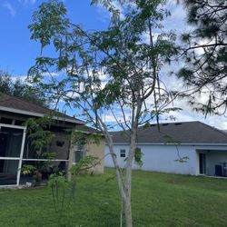 Moringa Seeds (Nature’s Super Food)