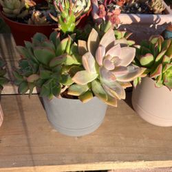 Succulent’s