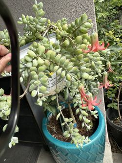 Beautiful Blooming Succulents Flowers 