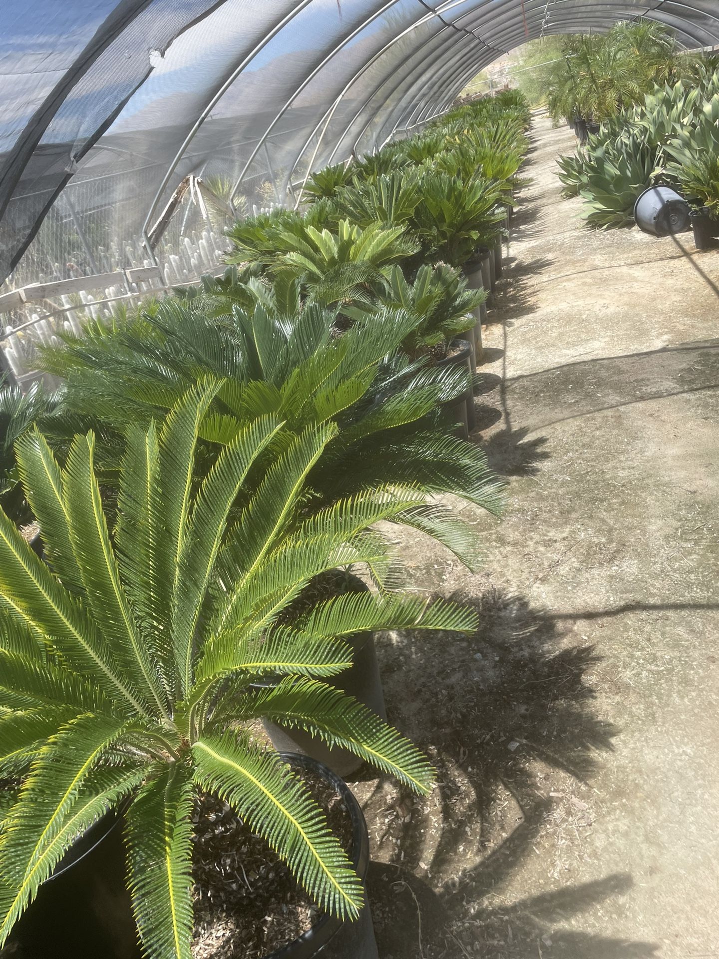 Sago Palm 15gallon