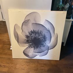 A Beautiful Square Black Rose On A White Canvas (36” X 36”) 