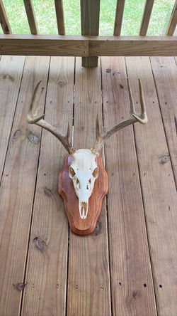 Deer skull mount