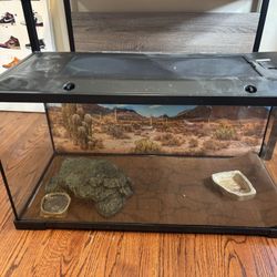 Lizard Tank 