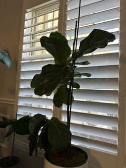 Fiddle Leaf Tree