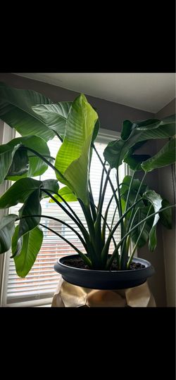 Large, beautiful indoor plant