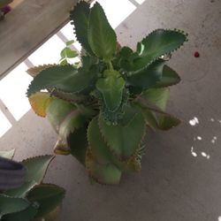 Mother Of Thousands In Small Plastic Pot 