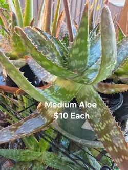 Medium Aloe $10