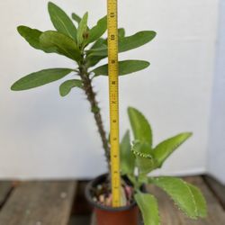 Crown Of Thorns With Mother Of Thousands 