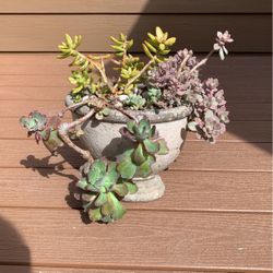 Succulent Plant 