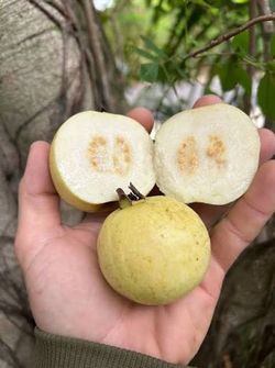 White Guava Plant