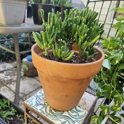 Jade Plant