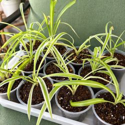 Spider Plant Babies – Easy Care Houseplants