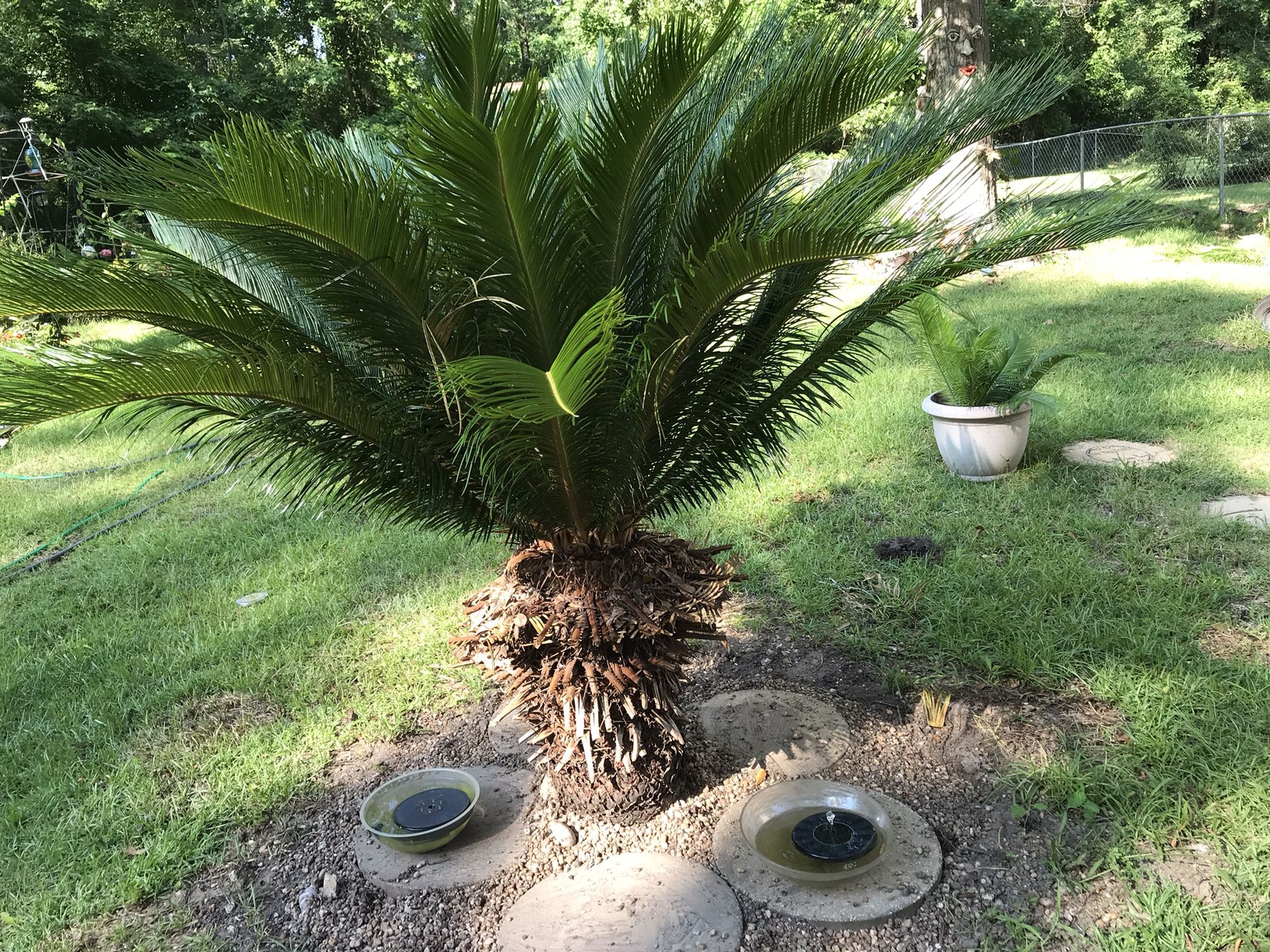 Sago palms