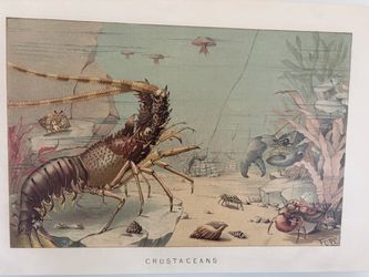 Set of 2 Vintage Marine Life Canvas Prints (36x24) - Crustaceans & Sea Anemones
