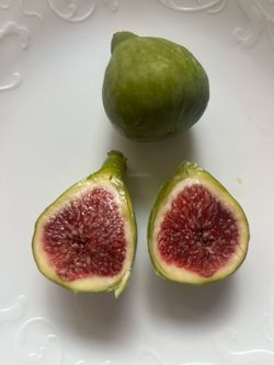 Adriatic fig plant tree for sale