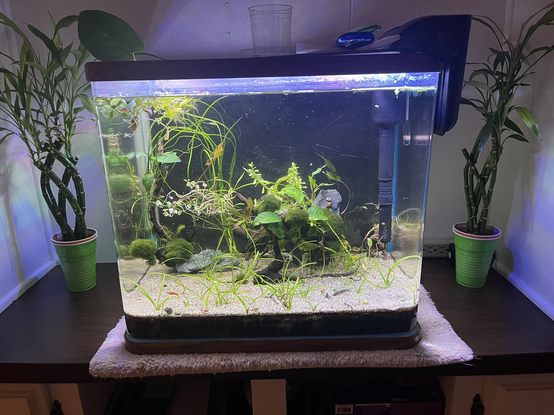 19Gallon Tank (curved Edge) 