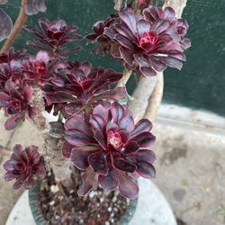 Korean Imported Succulent Plant, In 8 Inch Cerámic Pot Pick Up Only