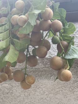Healthy Wampi Fruit Tree Plant