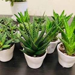 ♥️CUTE Succulent In 3” White Pot🙏PLS READ DESCRIPTION