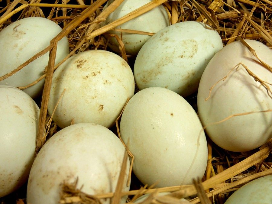 Farm fresh duck eggs
