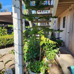 Norfolk Island Pine Trees- Over 6 Feet Tall. 2 Available