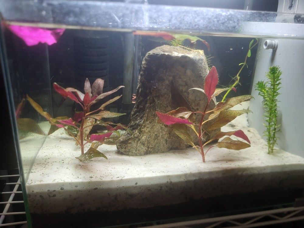 5g Fish Tank Aquarium