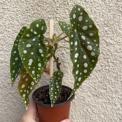 Beautiful Begonia Maculata Plant