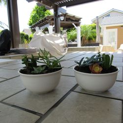 Pair Of Round White Garden Pots With Succulents