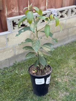 Avocado Tree