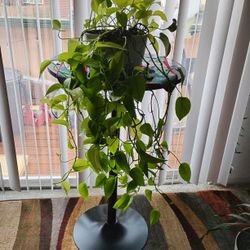 Plant 