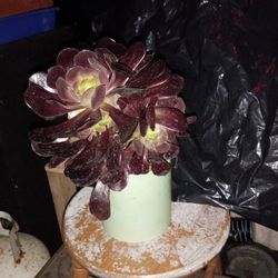 Black Rose
