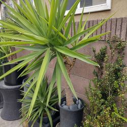 Yucca Plant