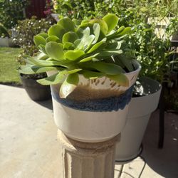 Succulent