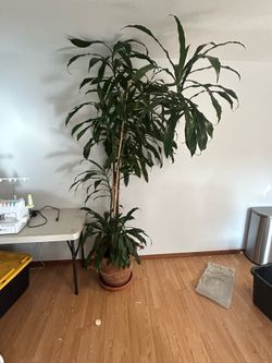 Tall, mature, Dracaena fragrans (corn plant)